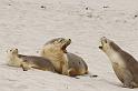 190 Kangaroo Island, seal bay conservation park, australische zeeleeuwen